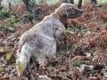 Setter Anglais PHABY DE L'ECHO DE LA FORET Setter Anglais PHABY DE L'ECHO DE LA FORET